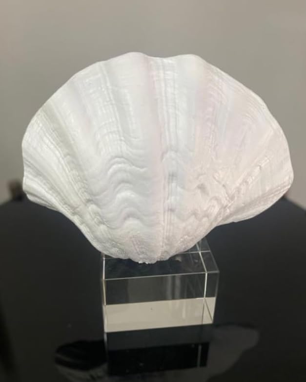 Oyster Coral Sculpture, Modern Ocean Style Accent, Shell Home Decor, Coastal Seashell Sculpture, Ocean Theme Table Art, Oyster Coral Statue