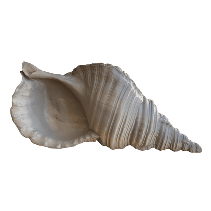 Large Sea Shell Statue, Polyester Sea Shell Sculpture, Elegant Sea Shell Decor, Beach Inspired Shell Sculpture, Coastal Shell Accent Decor